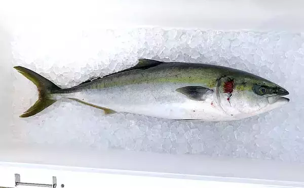 釣り初心者が『海上釣堀まるや』で青物をキャッチする方法5選【静岡】