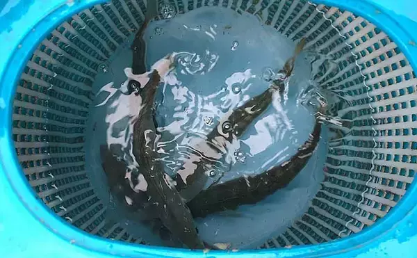 「釣り初心者が『海上釣堀まるや』で青物をキャッチする方法5選【静岡】」の画像