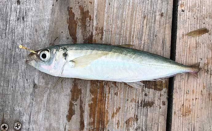 釣り初心者が『海上釣堀まるや』で青物をキャッチする方法5選【静岡】