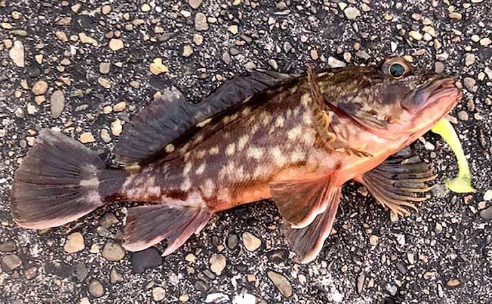 ライトブリームゲームで本命不発 長潮 は釣れない 大阪南港 2020年10月6日 エキサイトニュース