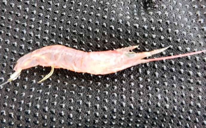 【東海2020】高級魚が手軽に狙える『ウタセ五目』　入門好機到来