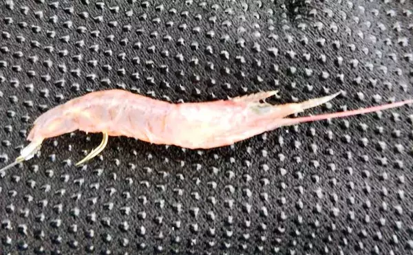 「【東海2020】高級魚が手軽に狙える『ウタセ五目』　入門好機到来」の画像