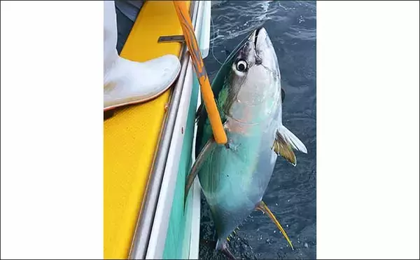 「侍Dr.近藤惣一郎が大型キハダマグロ『小田原モンスター』に挑戦」の画像