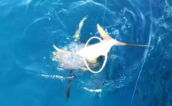 「侍Dr.近藤惣一郎が大型キハダマグロ『小田原モンスター』に挑戦」の画像