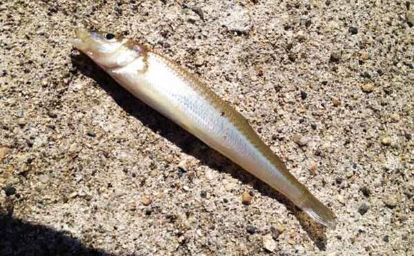 ワームを使ったチョイ投げキス釣り 本命含め五目達成 兵庫 須磨海岸 年10月7日 エキサイトニュース