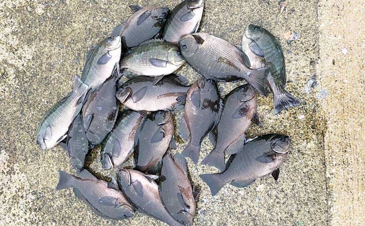 秋の波止でグレ乱舞 入れ食いの決め手は練りエサ 大阪 堺港 年10月7日 エキサイトニュース 2 4 秋の波止でグレ乱舞 入れ食いの決め手は練りエサ 大阪 堺港 年10月7日 エキサイトニュース 2 4