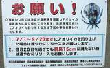 「波止エギングで新子アオリイカと対面　表層でヒット【淡路島】」の画像2