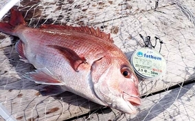 釣り人的 チヌ と キビレ の違い どちらも釣り味最高の好ターゲット 年10月4日 エキサイトニュース