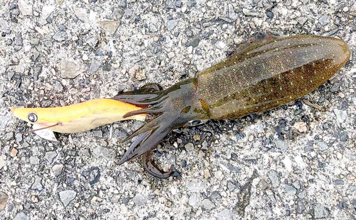 エギングにおける エギカラー 選択法 澄み潮にはナチュラルカラー 年10月13日 エキサイトニュース