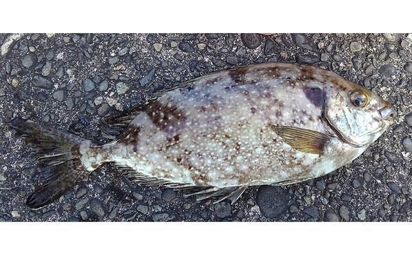 磯焼け の原因魚が魚醤に変身 活用が広がる 未利用魚 とは 年10月9日 エキサイトニュース