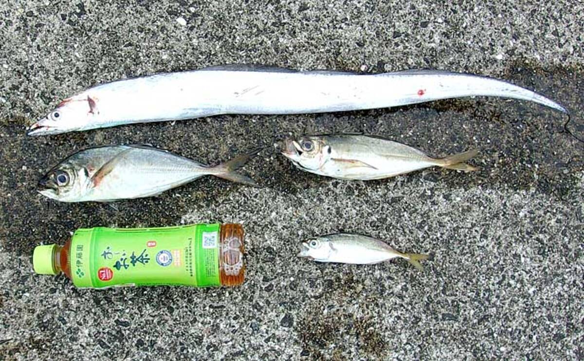 神戸沖 ミニ波止 で中アジ タチウオ 青物はルアーマンの独断場 年10月14日 エキサイトニュース 4 6