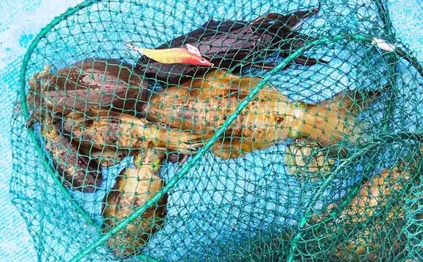 「イカダエギングで秋アオリ狙い　新子に混じり良型700g級も【日乃出屋】」の画像