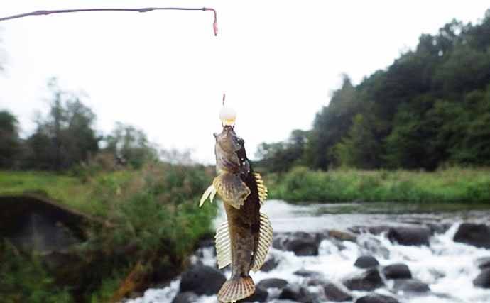 河川のハゼこと カジカ 釣り満喫 釣り方も紹介 栃木県 荒川 年10月12日 エキサイトニュース 3 4