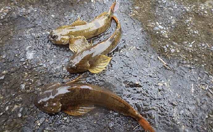 河川のハゼこと「カジカ」釣り満喫　釣り方も紹介【栃木県・荒川】