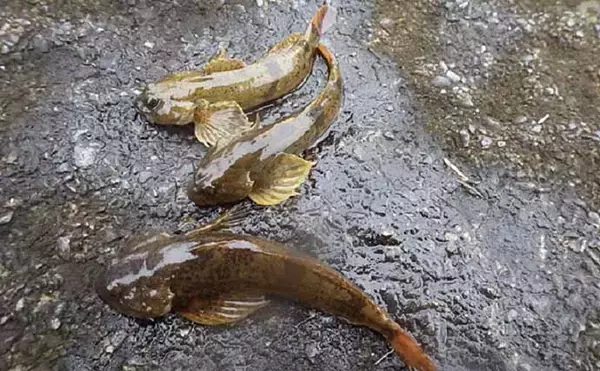 「河川のハゼこと「カジカ」釣り満喫　釣り方も紹介【栃木県・荒川】」の画像