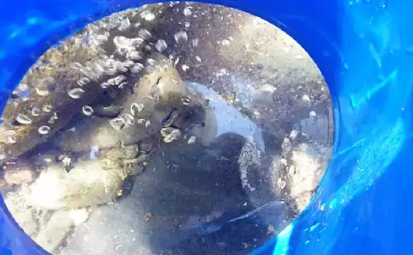 「河川のハゼこと「カジカ」釣り満喫　釣り方も紹介【栃木県・荒川】」の画像