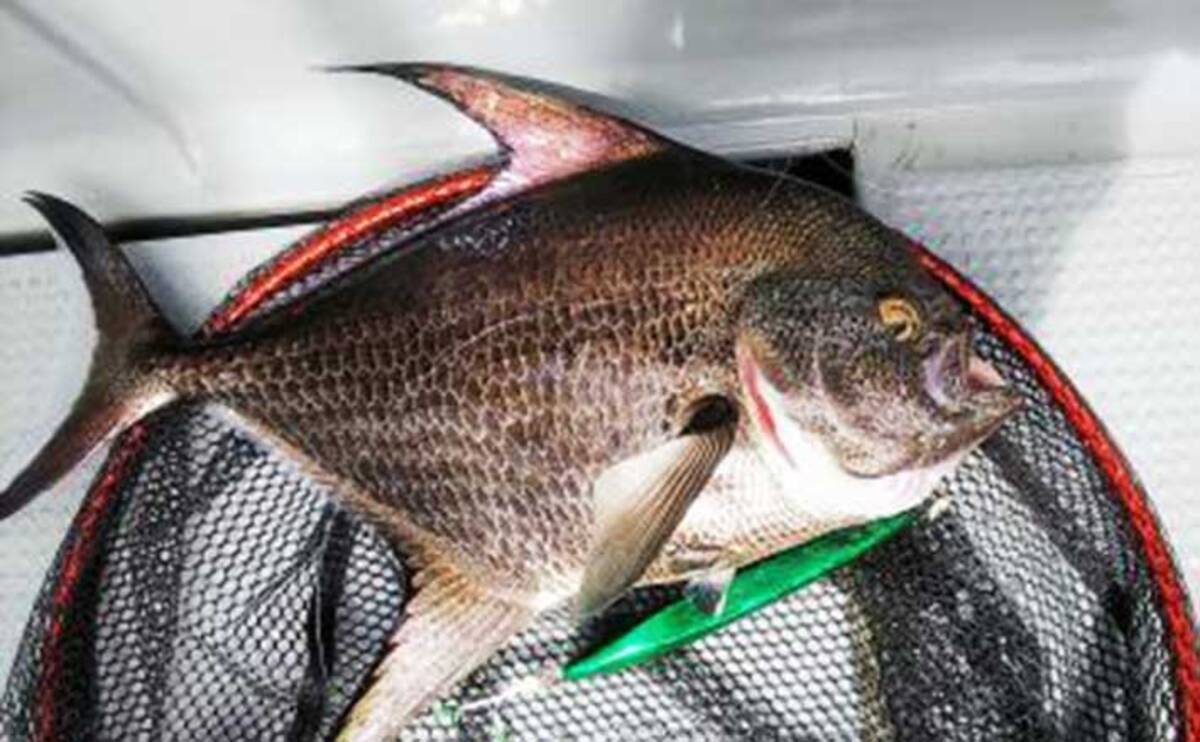 中深海ジギングで本命キンメ手中 珍魚 マンザイウオ も浮上 三重 年10月10日 エキサイトニュース 2 2