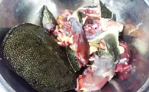 「ペットボトル仕掛けで『スッポン釣り』　鍋＆雑炊を堪能【埼玉・荒川】」の画像