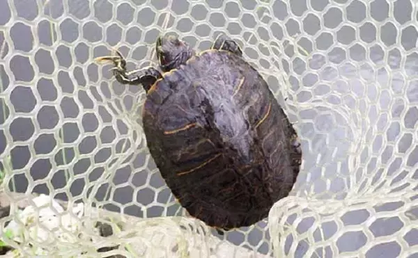 「ペットボトル仕掛けで『スッポン釣り』　鍋＆雑炊を堪能【埼玉・荒川】」の画像