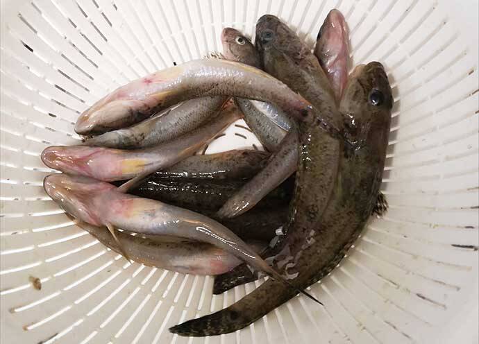 ヘラブナ竿流用の秋ハゼ「ミャク釣り」で本命20匹手中【宮城・松島】