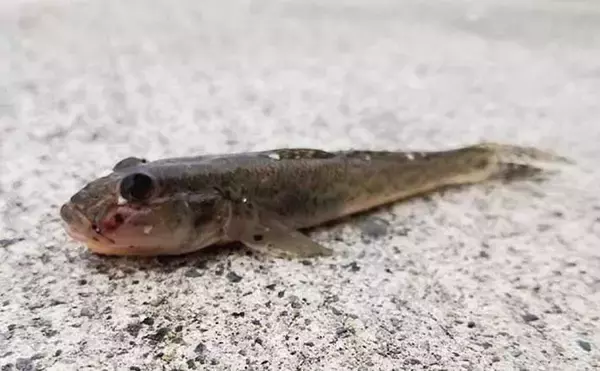 ヘラブナ竿流用の秋ハゼ「ミャク釣り」で本命20匹手中【宮城・松島】
