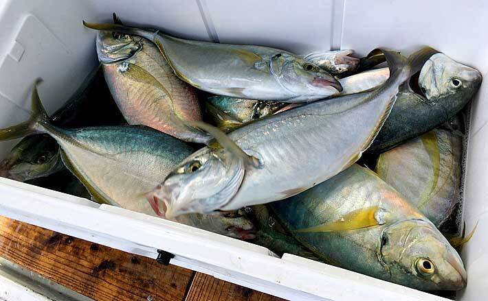 神津島の船釣りで高級魚三昧 Gotoキャンペーン活用も視野 吉栄丸 年10月18日 エキサイトニュース