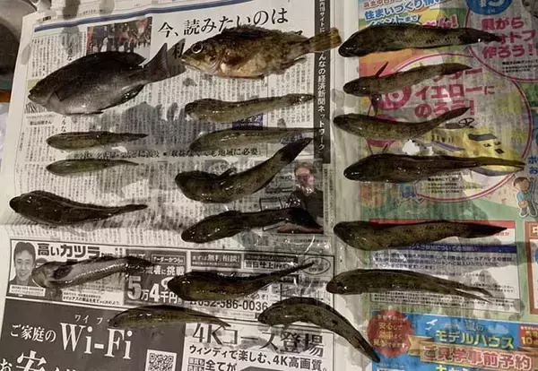 「見えているハゼをエサ釣り狙う　20cm頭に良型中心17匹【浜名湖】」の画像