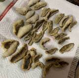 「見えているハゼをエサ釣り狙う　20cm頭に良型中心17匹【浜名湖】」の画像4