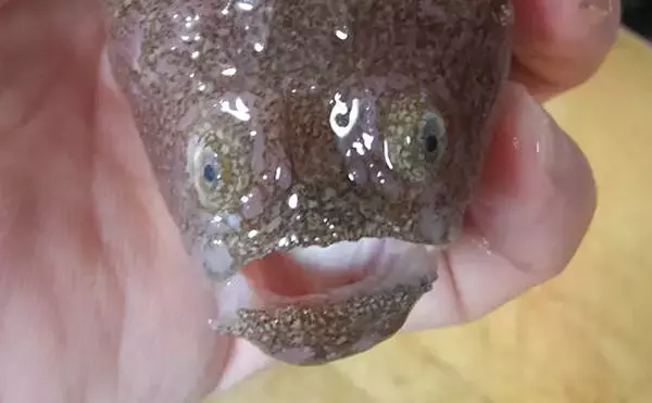 「『スターゲイザー』の名を持つサカナ　星を見上げる者とされたワケとは？」の画像