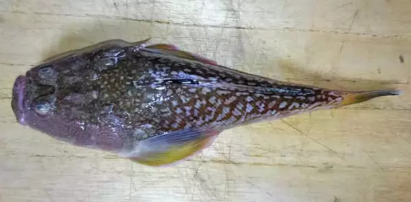 「『スターゲイザー』の名を持つサカナ　星を見上げる者とされたワケとは？」の画像