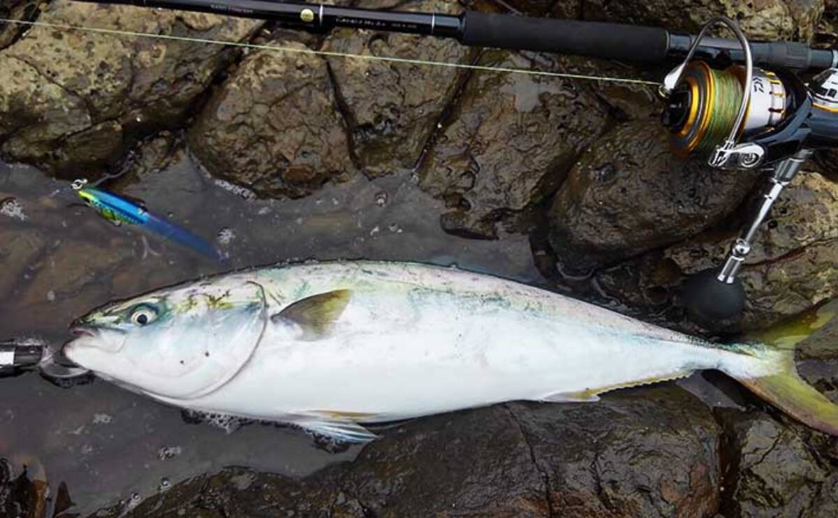 地磯の青物ゲームで ブリ族 4本 マヅメ逃すも好捕 熊本 牛深 年10月19日 エキサイトニュース