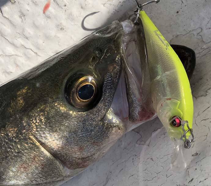 【東海2020】岸壁シーバスゲーム攻略法　ルアーにひと手間が秘策？