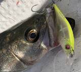 「【東海2020】岸壁シーバスゲーム攻略法　ルアーにひと手間が秘策？」の画像5