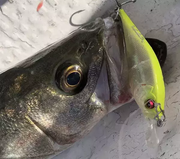 「【東海2020】岸壁シーバスゲーム攻略法　ルアーにひと手間が秘策？」の画像