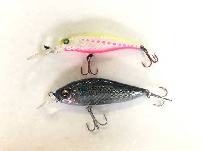 【東海2020】岸壁シーバスゲーム攻略法　ルアーにひと手間が秘策？