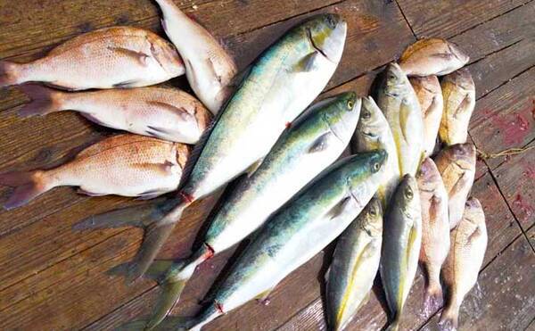 三重県の人気 海上釣り堀 10選 初心者から上級者まで満喫間違いなし 年10月21日 エキサイトニュース