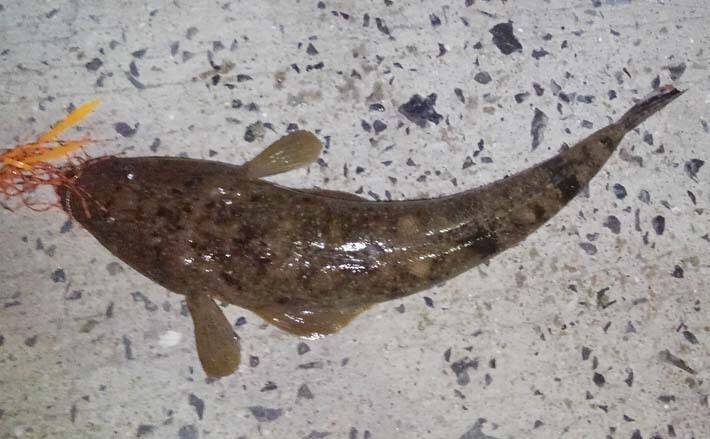 ショアからの キャスティング タイラバ でマゴチ2尾 天草 鬼池港 年10月15日 エキサイトニュース