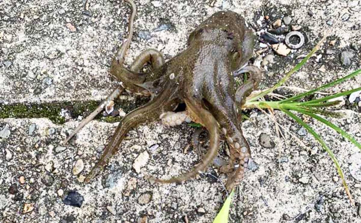 タコジグ使用の イイダコ ゲームで良型5匹 排水溝狙いが奏功 石川 年10月28日 エキサイトニュース