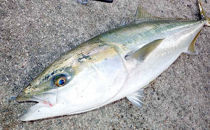 高級魚が狙える 飲ませ釣り の魅力3選 秋波止は大物パラダイス 年10月23日 エキサイトニュース