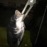 「今さら聞けないアジングのキホン：「スナップ」使用の長所＆欠点」の画像4