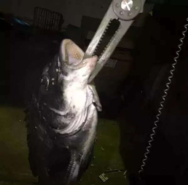 「今さら聞けないアジングのキホン：「スナップ」使用の長所＆欠点」の画像