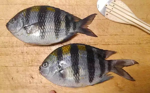 「『オヤビッチャ』の繁殖に国内初成功　名前は変でも食味は抜群だった？」の画像