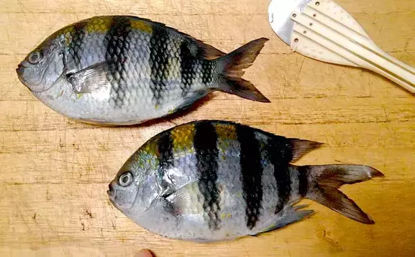 『オヤビッチャ』の繁殖に国内初成功　名前は変でも食味は抜群だった？