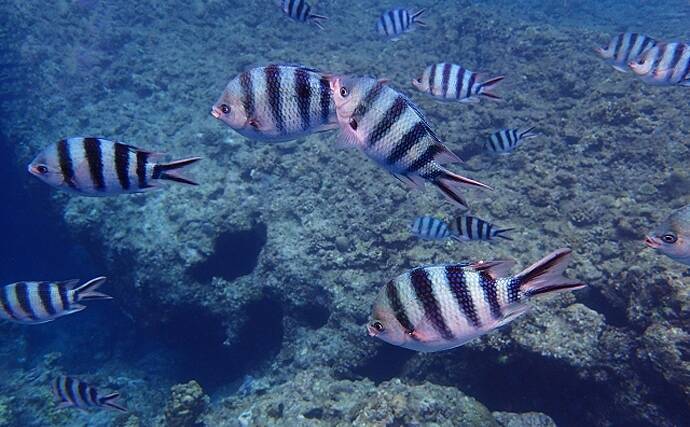『オヤビッチャ』の繁殖に国内初成功　名前は変でも食味は抜群だった？