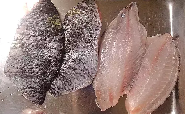 「『オヤビッチャ』の繁殖に国内初成功　名前は変でも食味は抜群だった？」の画像