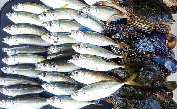 木更津港でアジ ワタリガニ狙い サビキで入れ食いを堪能 千葉 年10月22日 エキサイトニュース