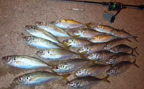 「堤防アジングで良型20尾　キャロリグのボトム狙い奏功【熊本・通詞島】」の画像