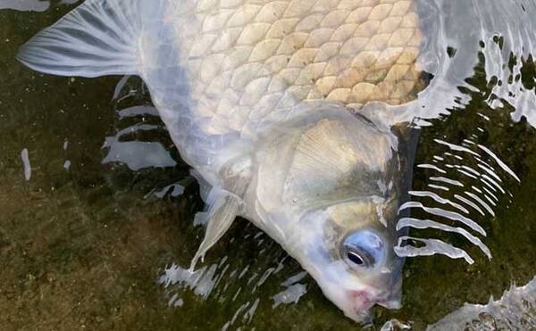 ヘラブナ釣り初心者入門 角麩をクワセにしたセットの宙釣り 第12回 年10月29日 エキサイトニュース