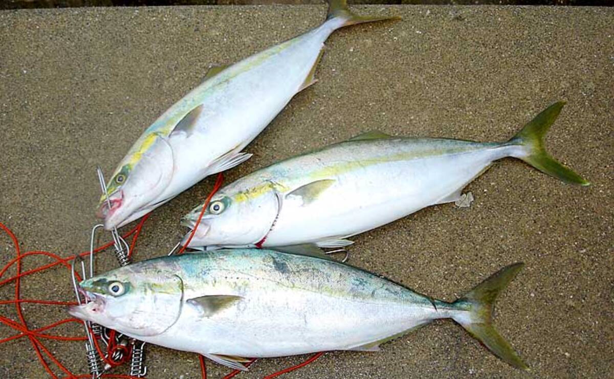 秋波止で大型青物狙うなら 飲ませ釣り で決まり タックル 釣り方 年10月30日 エキサイトニュース 3 5