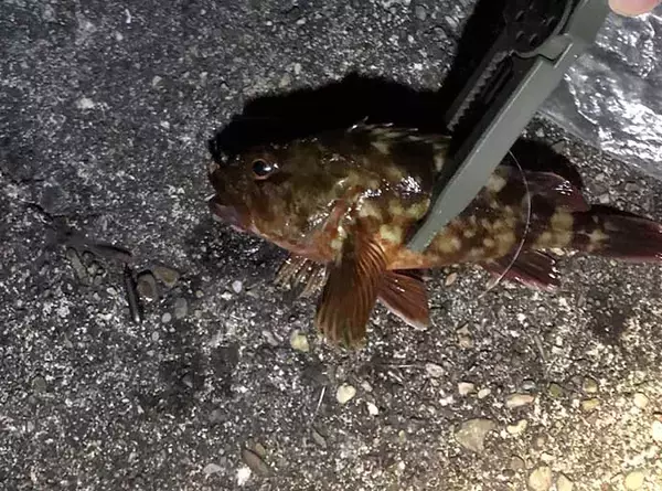 「『ダウンショットリグ』で根魚釣り　根掛かり回避でストレスも減少？」の画像